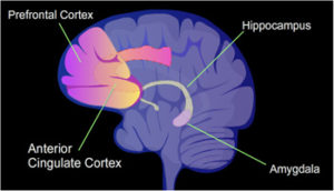 Illustration shows the location of amygdala in the brain which is intergral to bipolar disorder.