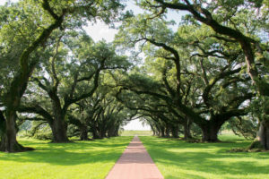 Ketamine turbo boosts brain compost to improve your mood like this oak grove.