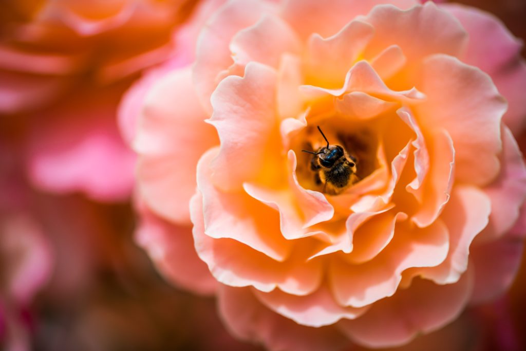 A beautiful bloom like this one is fragrant and  amazing.