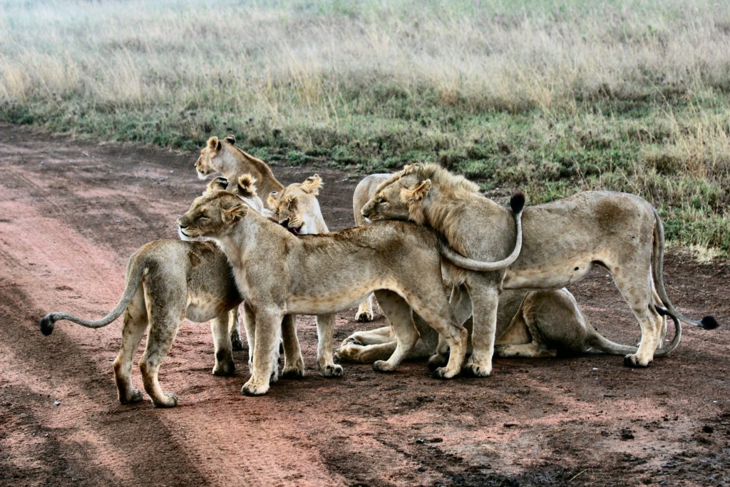 What loneliness can do is to separate you from those you love and depend on, just as these lions depend on each other.