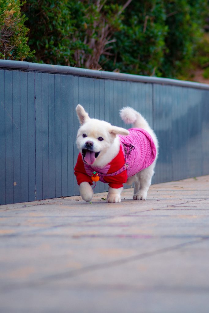 Covid 19 anxiety has gone viral but you can take a walk in the fresh air like this puppy.